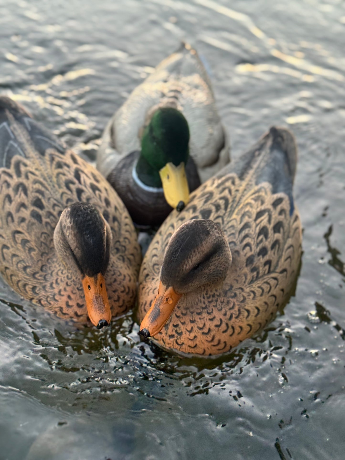 Floating Decoys- One Dozen (12)
