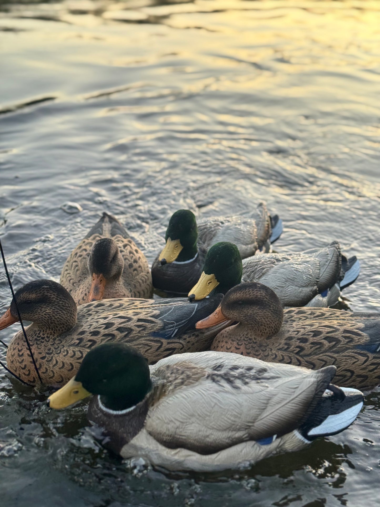 Mallard Duck Decoys Half Dozen