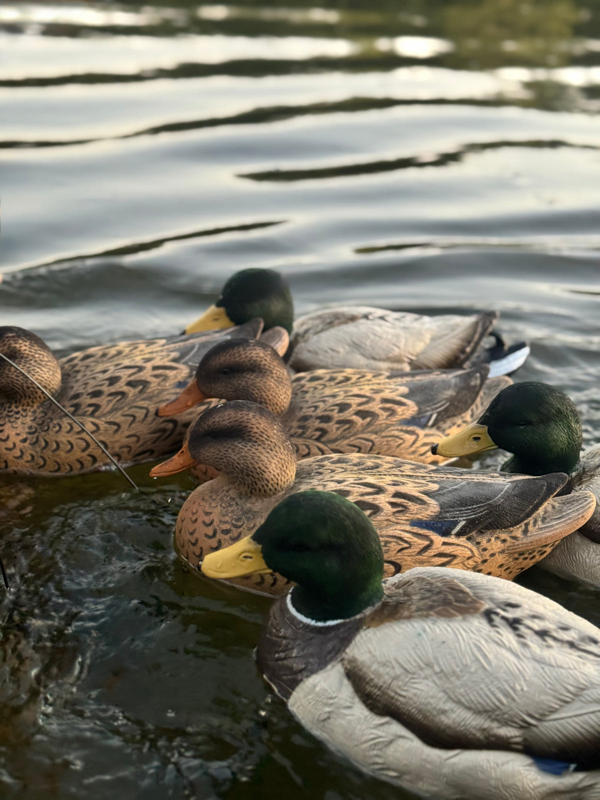Floating Decoys- Half Dozen (6)