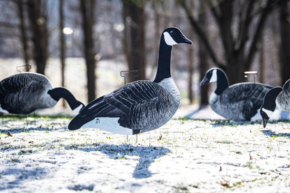 Canada Goose Silhouette Decoys- Fully Flocked