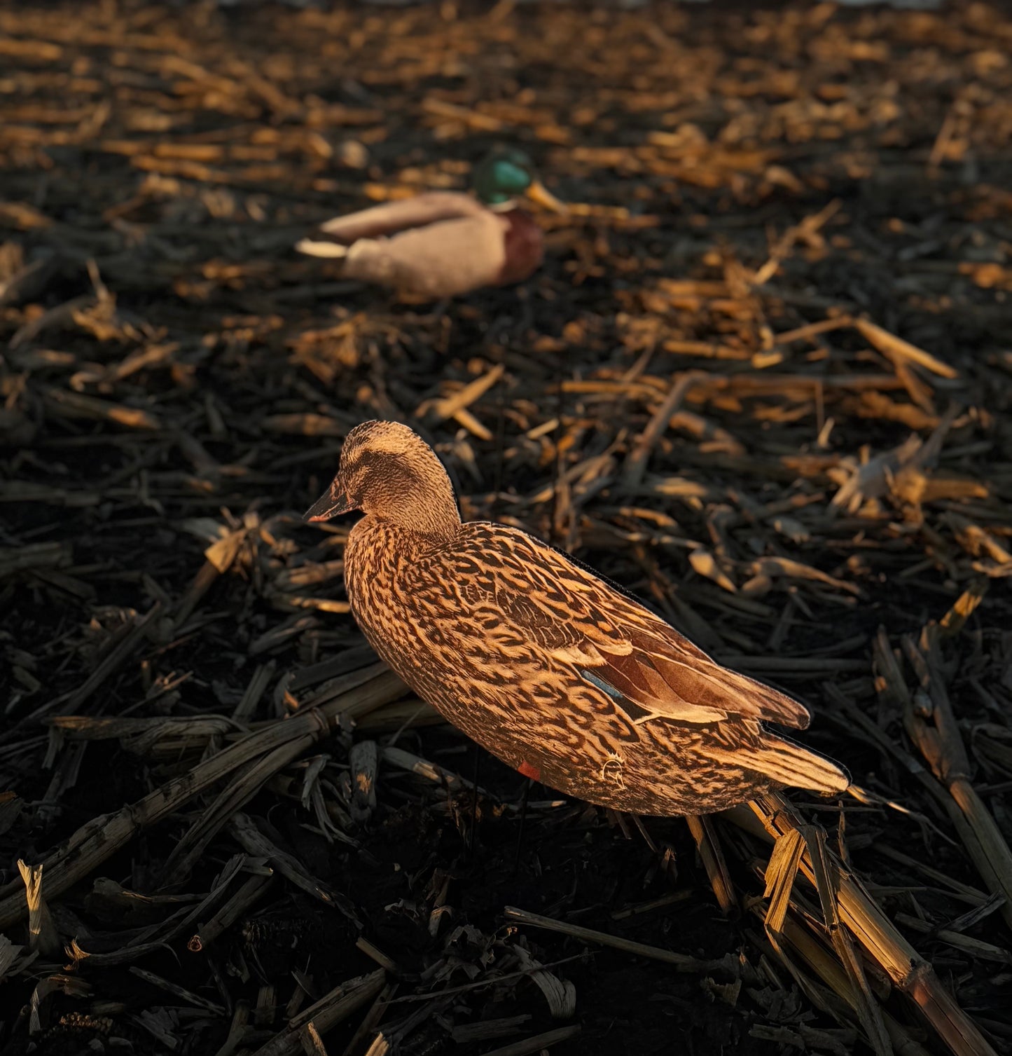 Mallard Silhouette Field Decoys