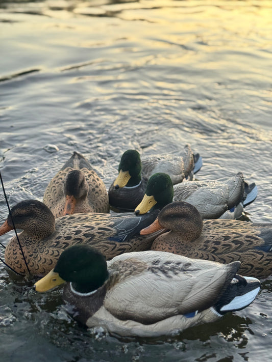 Mallard Duck Decoys Dozen