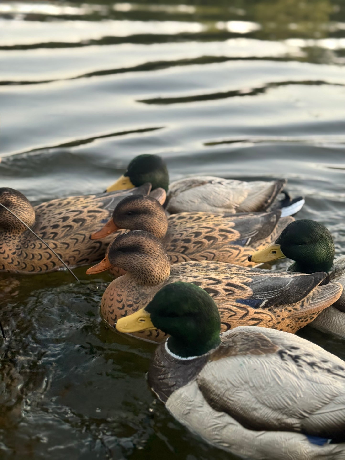 Mallard Duck Decoys Half Dozen