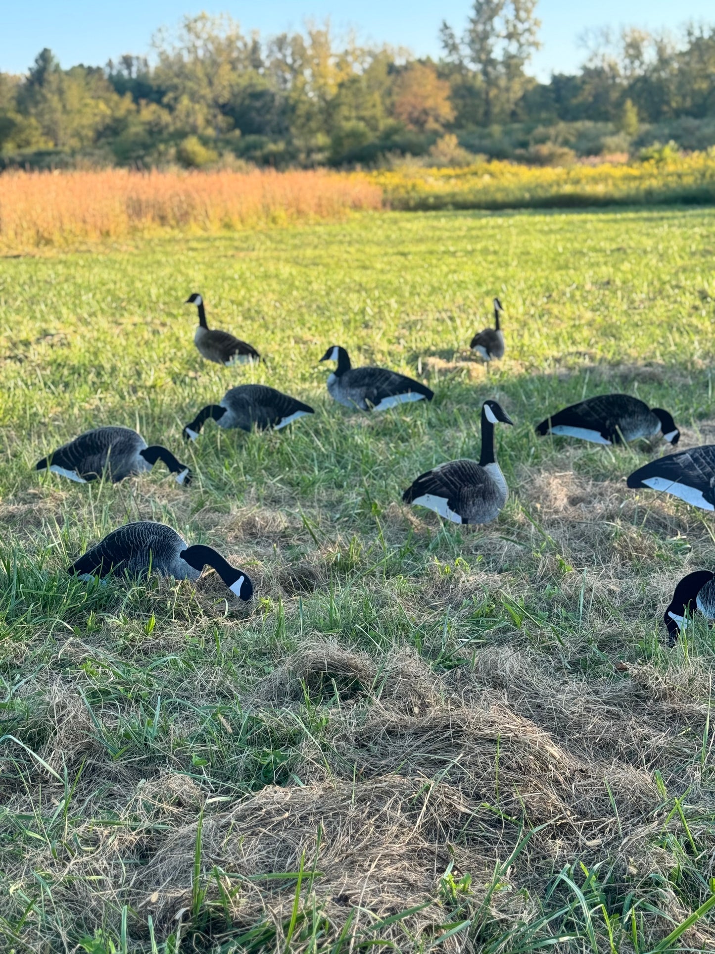 Canada Goose Silhouette Decoys- Fully Flocked