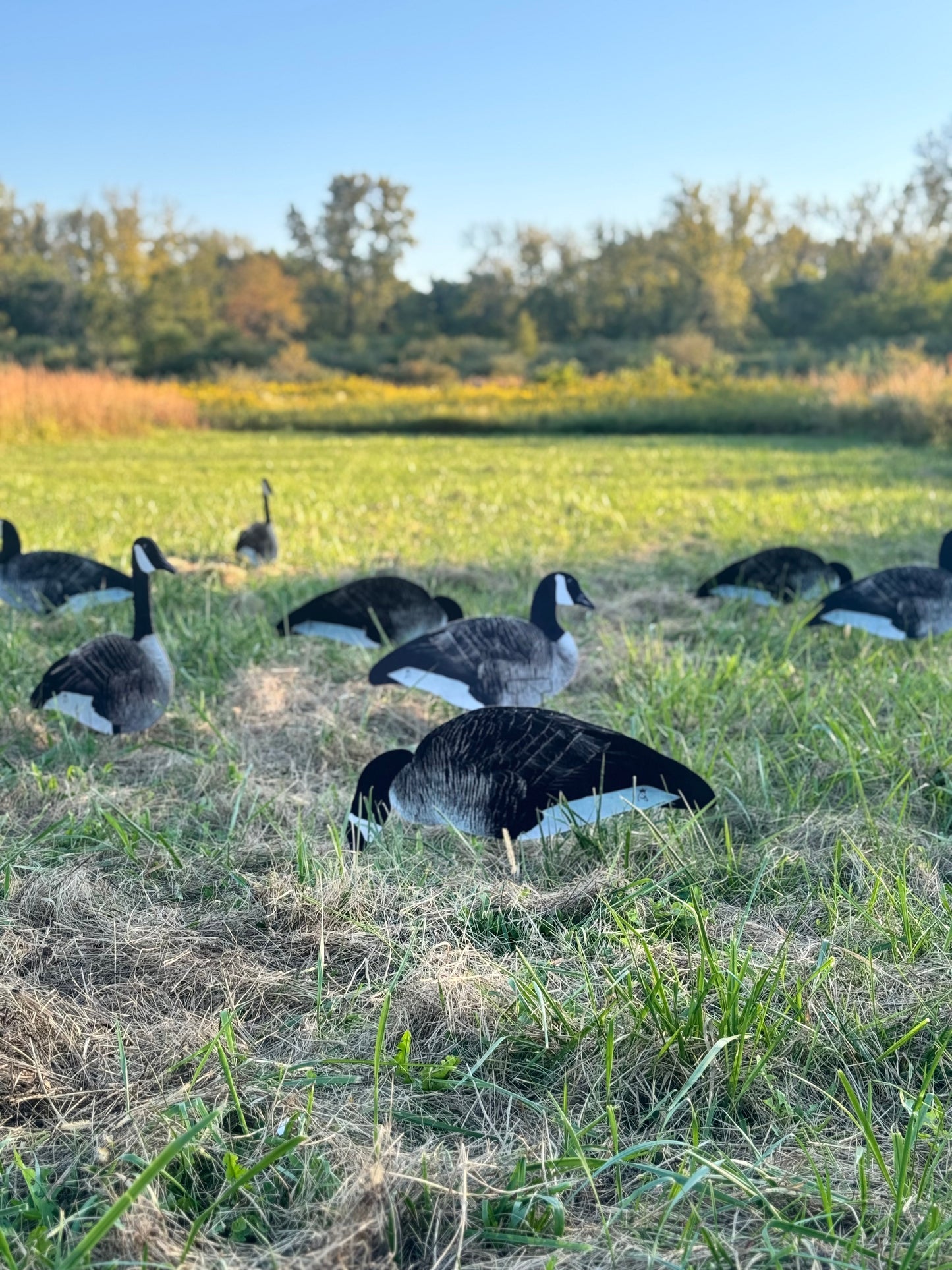 Canada Goose Silhouette Decoys- Fully Flocked