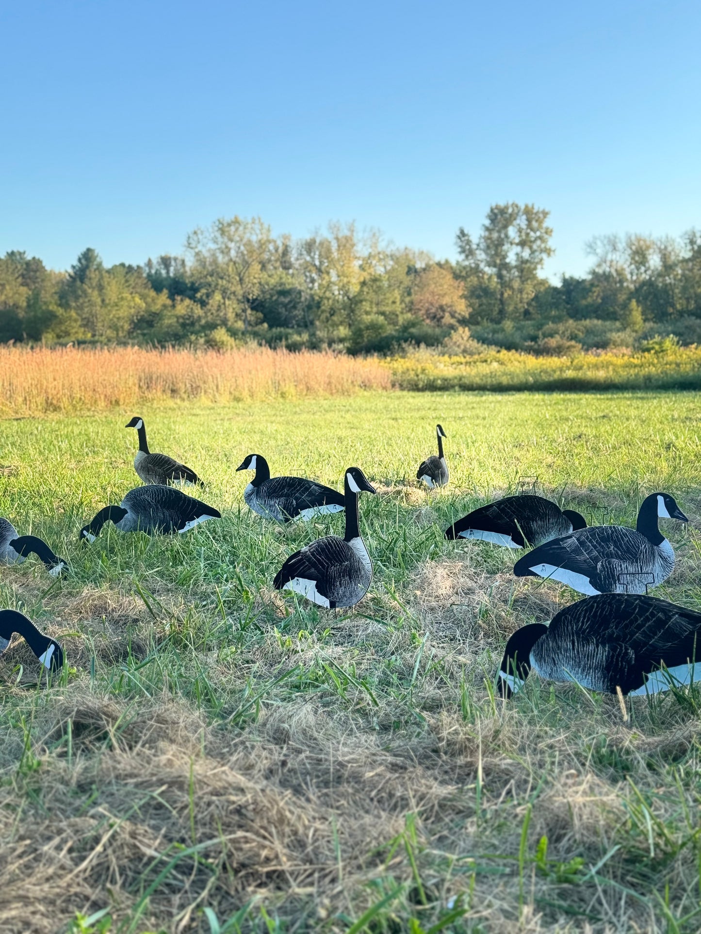 Canada Goose Silhouette Decoys- Fully Flocked