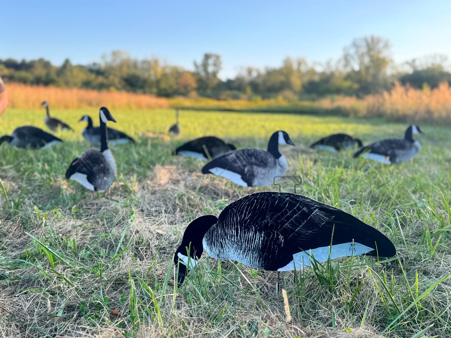 Canada Goose Silhouette Decoys- Fully Flocked