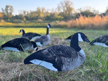 Canada Goose Silhouette Decoys- Fully Flocked