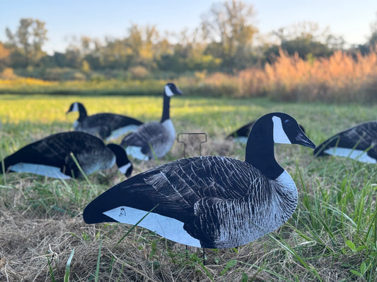 Canada Goose Silhouette Decoys- Fully Flocked